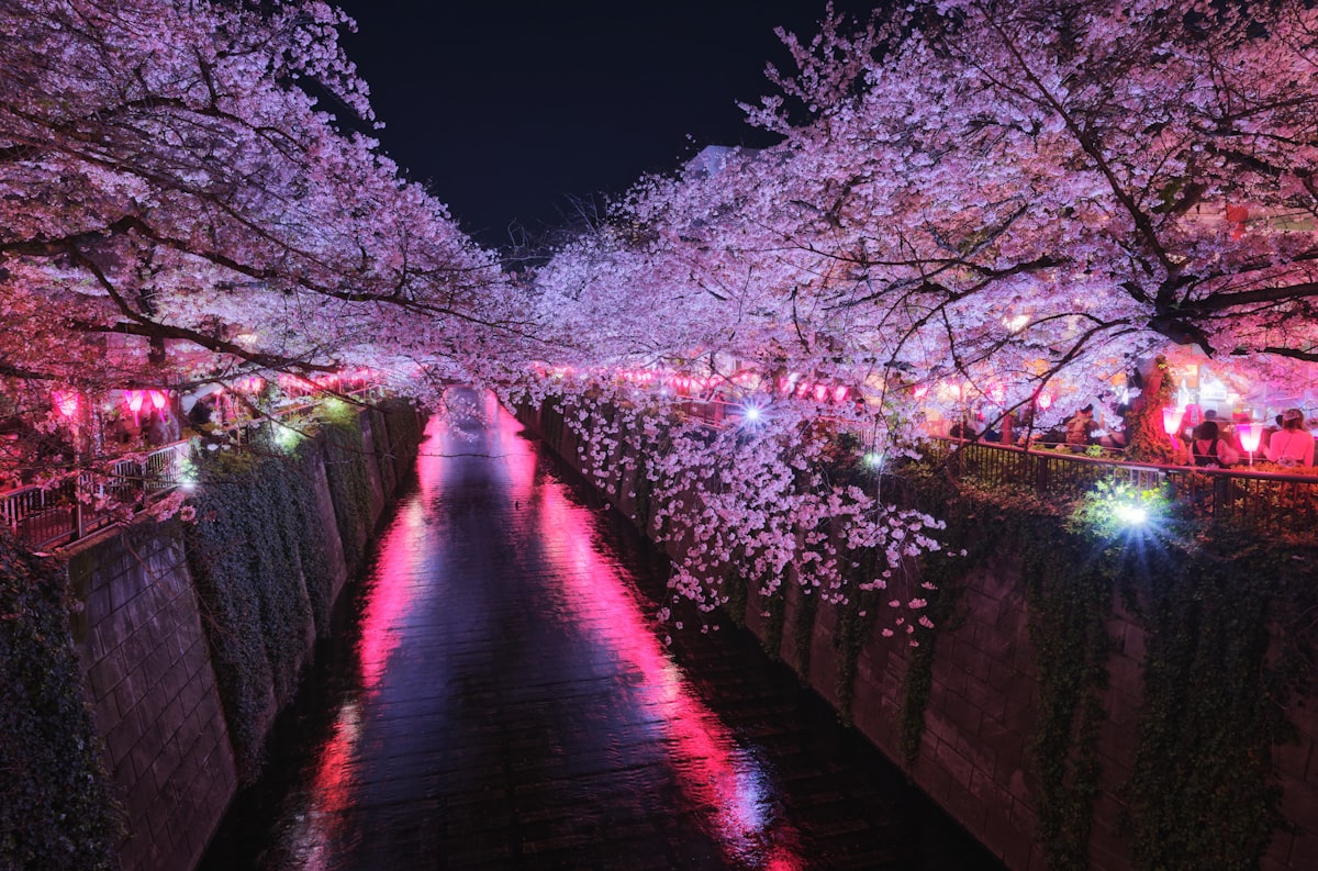 Cherry blossoms lining the trees along the Meguro River in Tokyo at night
