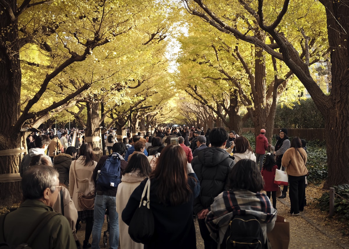 Visitors standing under brilliant gold ginkgo trees at Meiji Jingu Gaien in Tokyo during peak autumn