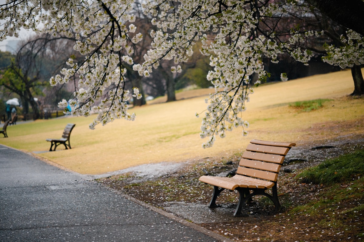 A bench under a blossoming cherry tree at Shinjuku Gyoen national garden in Tokyo