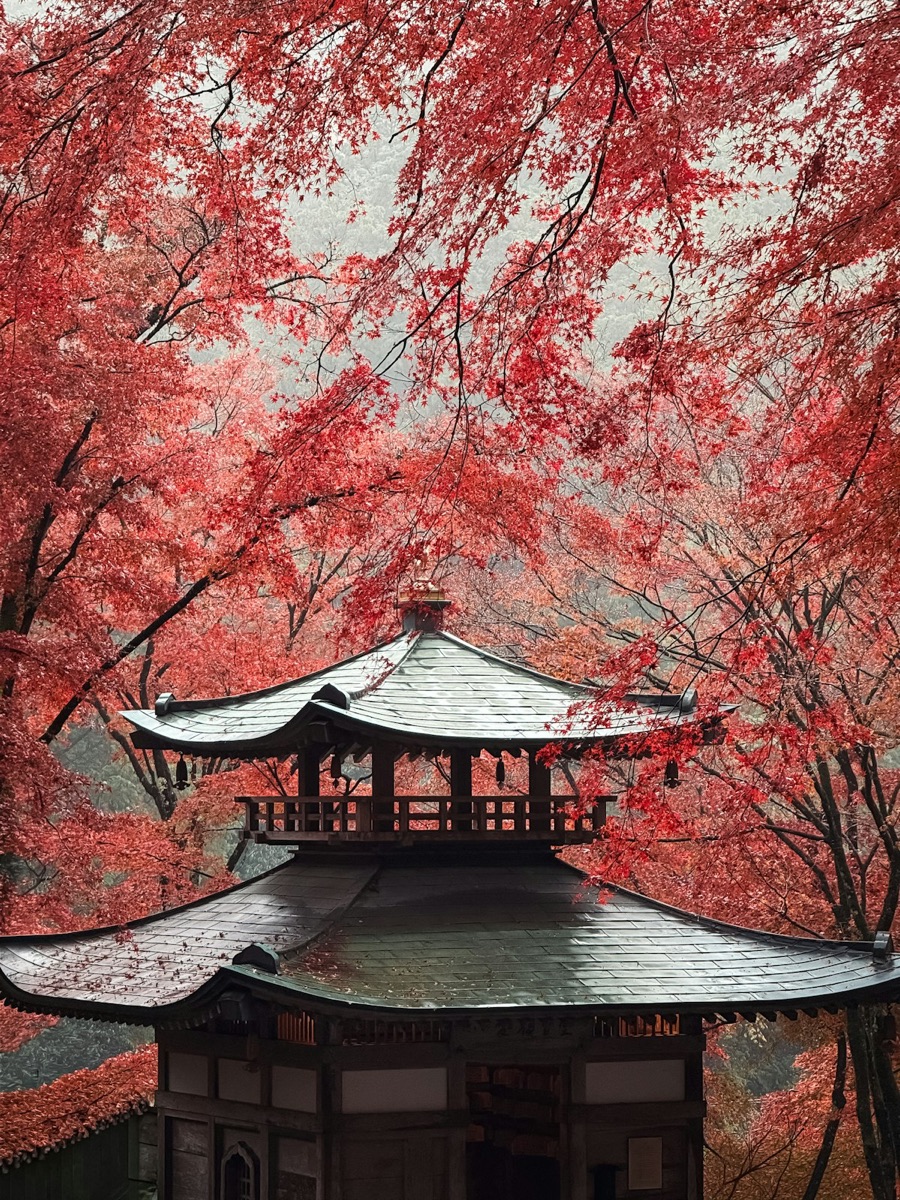 A traditional Japanese pagoda surrounded by vibrant red autumn maple leaves in Kyoto