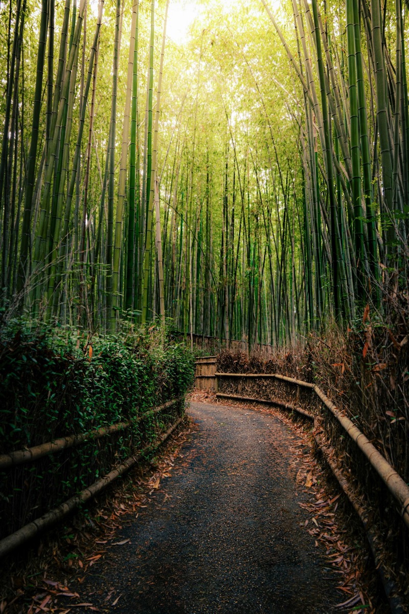 A green bamboo forest path in Arashiyama, Kyoto, after rainfall