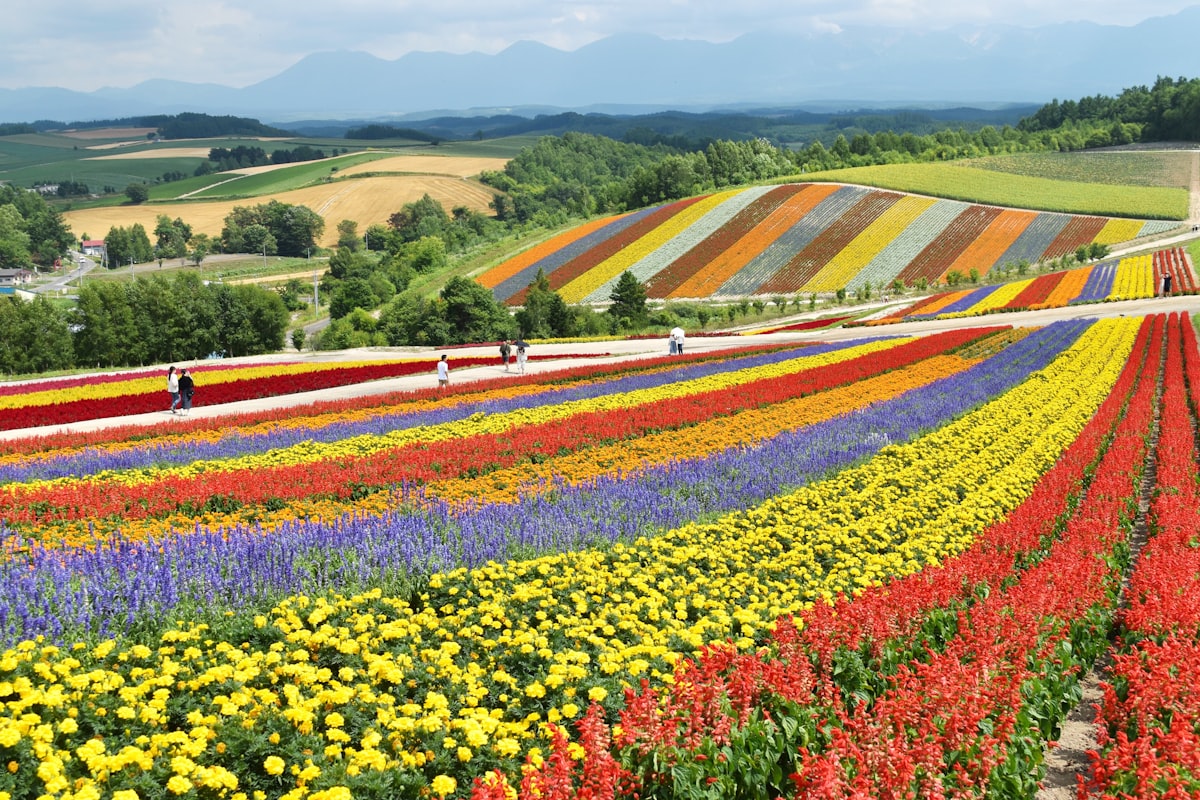Colorful flower fields in Biei, Hokkaido, under a clear blue June sky