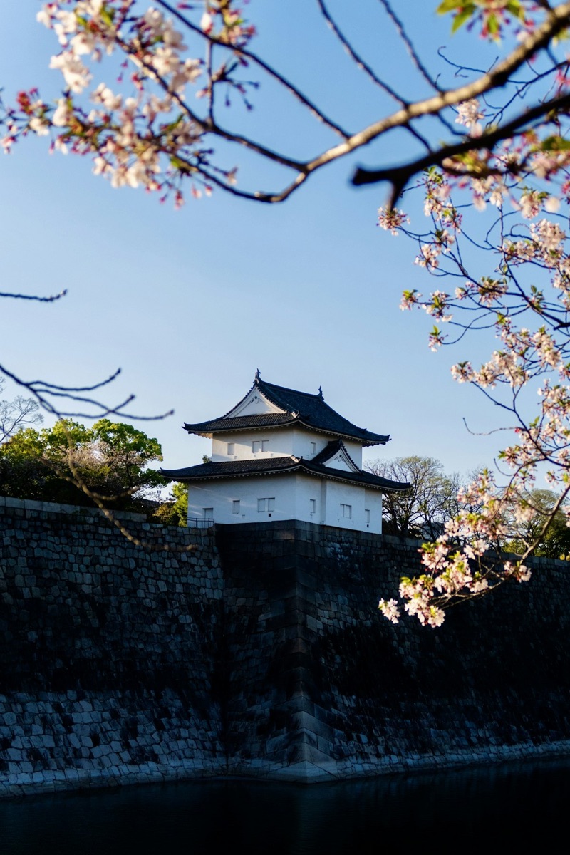 A traditional Japanese castle framed by pink cherry blossoms in spring