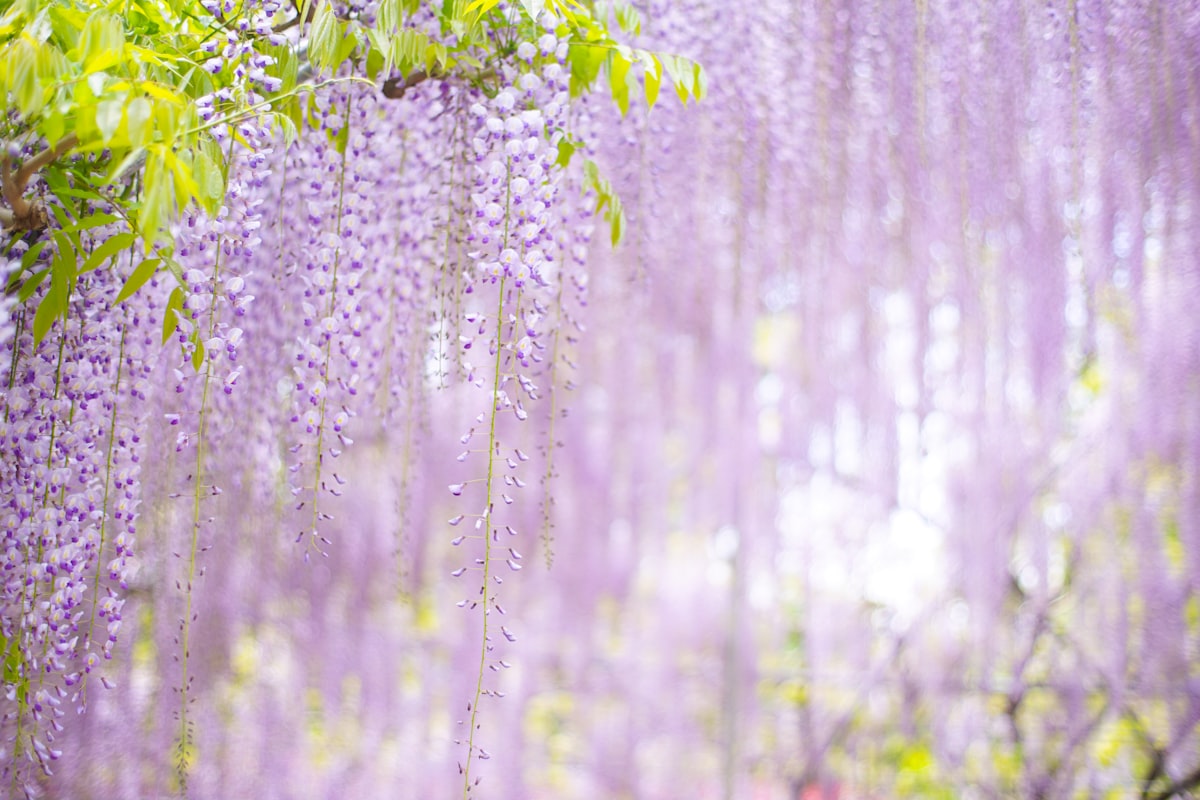 A purple wisteria tunnel in full bloom at Ashikaga Flower Park, Tochigi