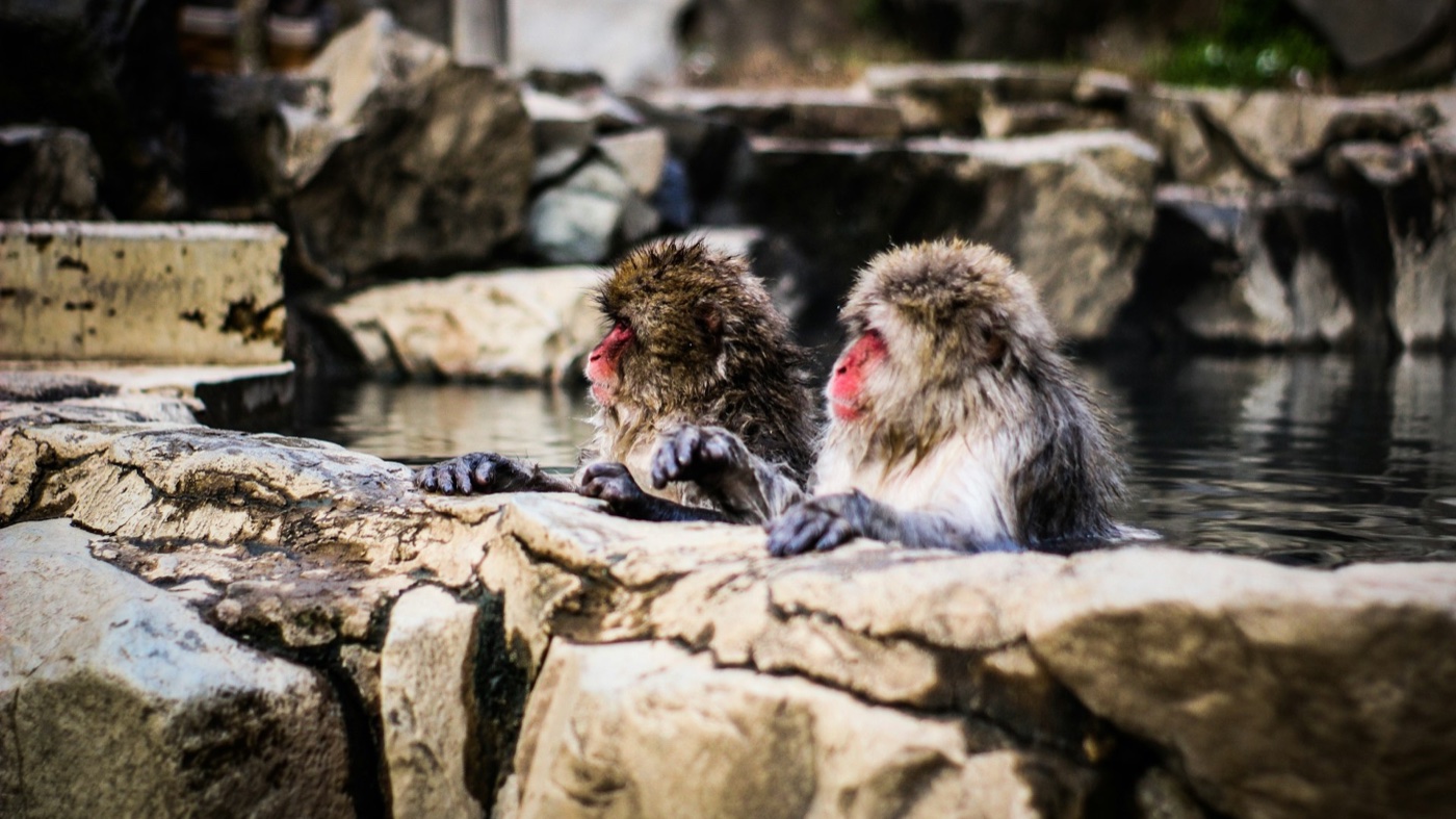 Monos de nieve en Japón: guía del parque Jigokudani