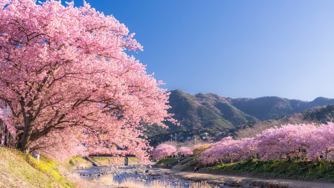 Blossoms in the Evening 限定版 250部 kawazu-cherry-blossom-festival