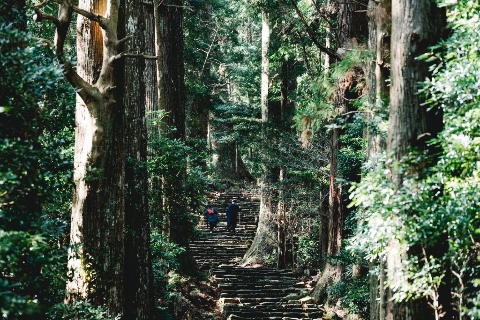 The Daimon-zaka moss-and-cedar stone staircase leading up to Kumano Nachi Taisha