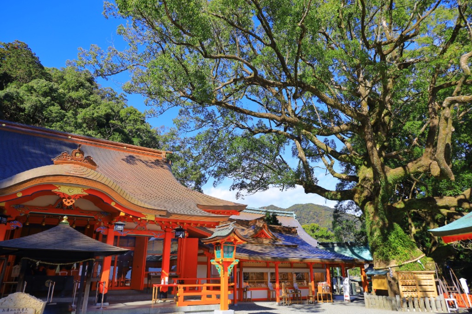 Kumano Nachi Taisha vermillion shrine buildings beside a giant sacred camphor tree