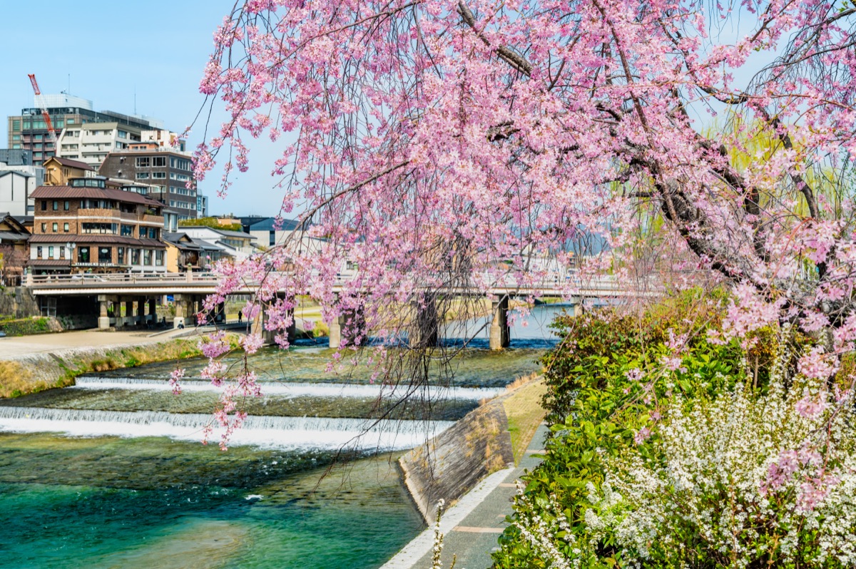 Sakura in Japan erleben: Orte, Stimmung, Fruehlingsmomente
