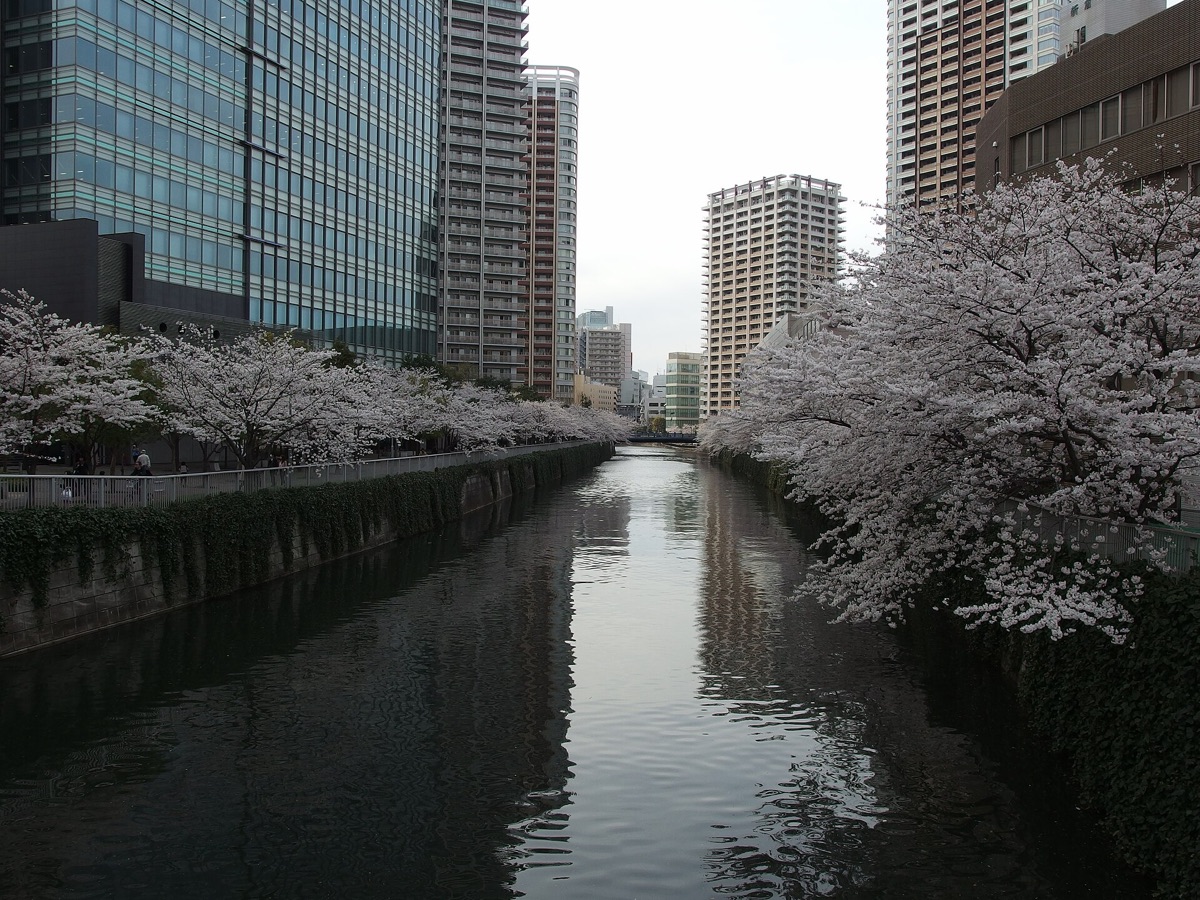 Japón en marzo de 2027: guía práctica del clima, los cerezos y qué hacer