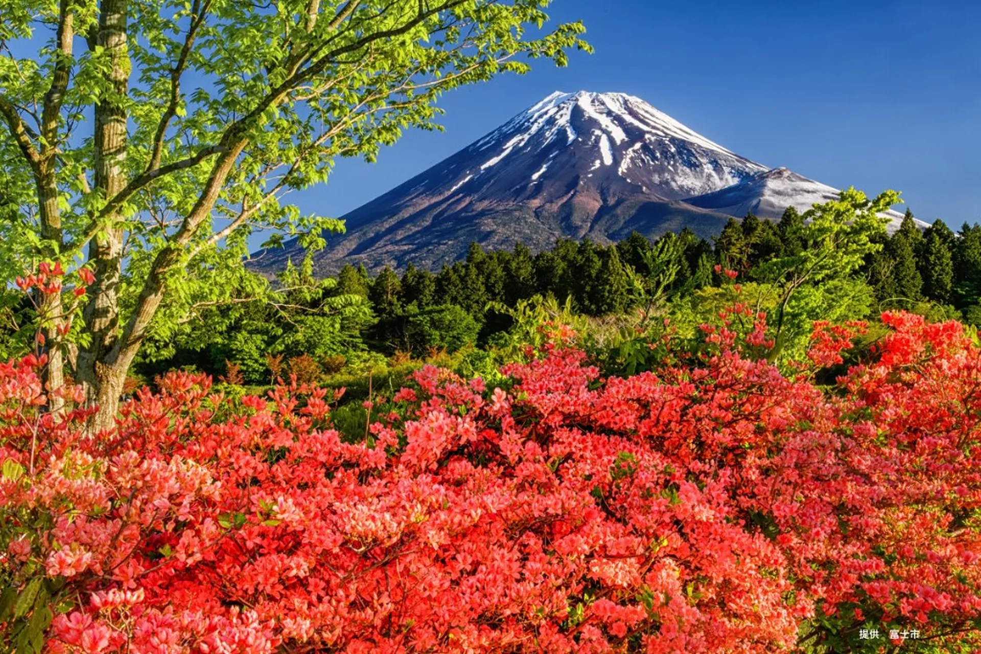 Mt. Fuji rising above blooming red azaleas under a clear blue sky