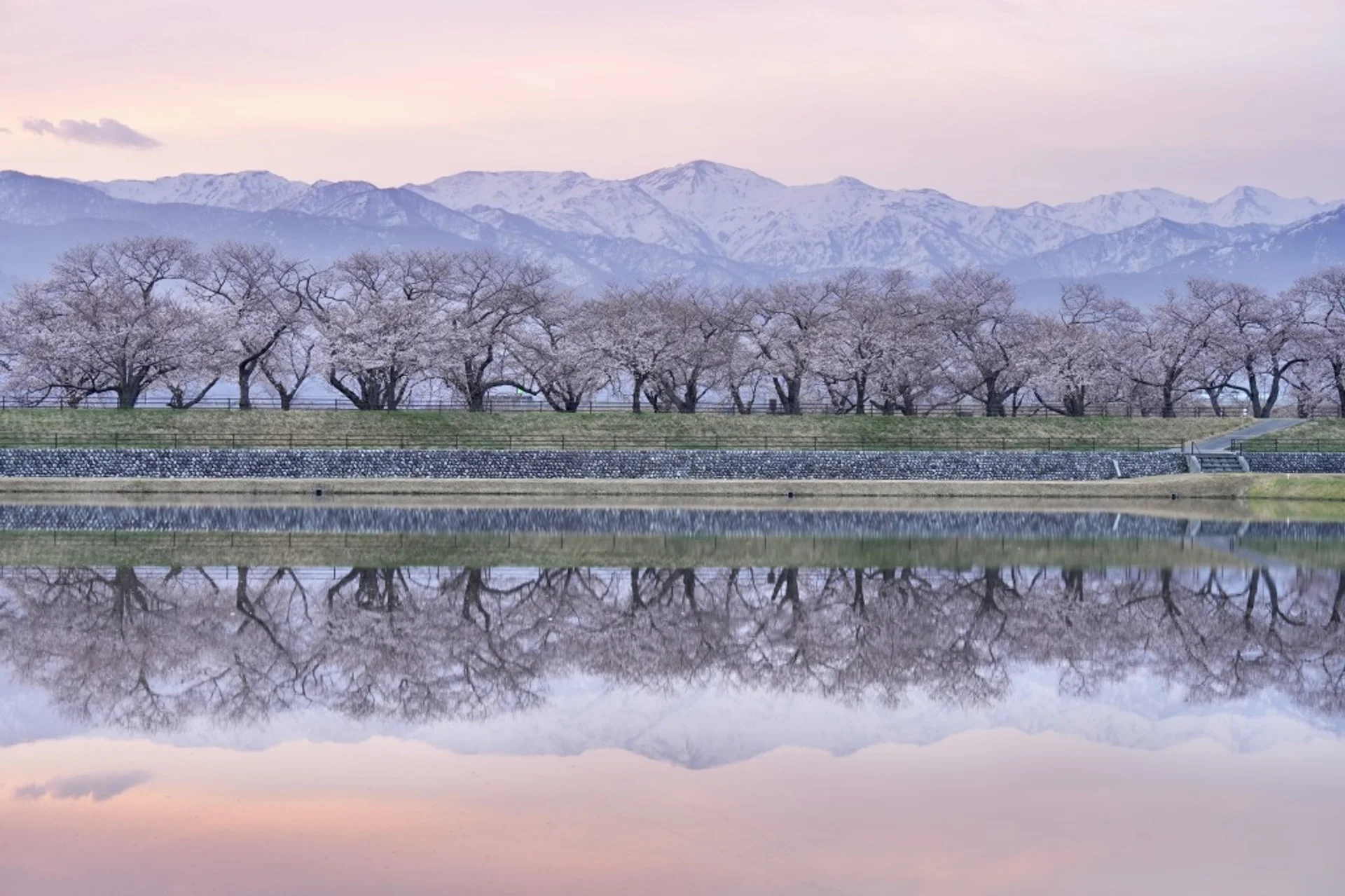 Cherry blossoms with snow-capped mountains reflected in water