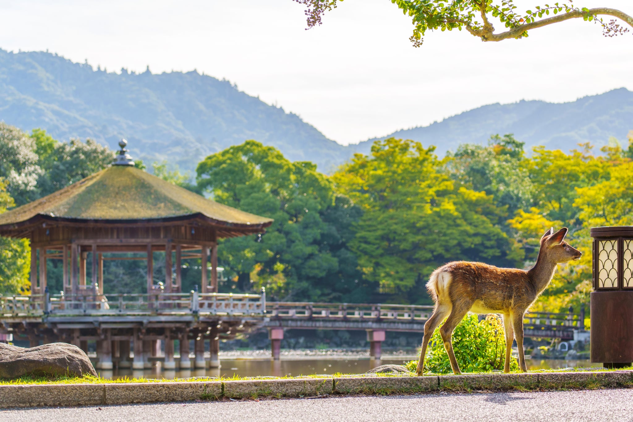 Qué ver en Nara: guía práctica para una excursión desde Kioto u Osaka
