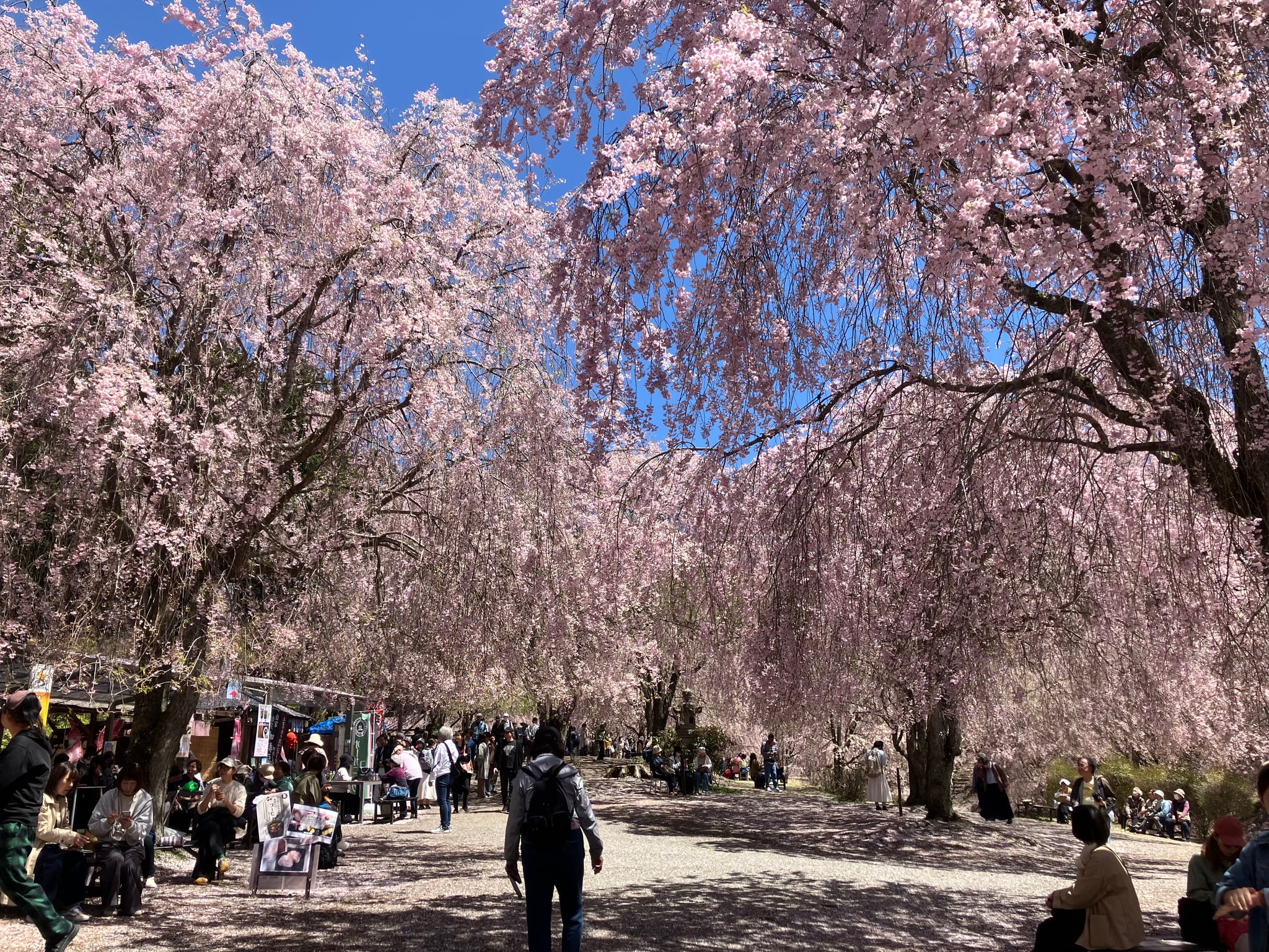 Japan Cherry Blossom Tours 2027: Peak Dates, Real Prices and Self